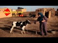 سعدي البياتي حزينه الدار سعدي البياتي حزينه الدار