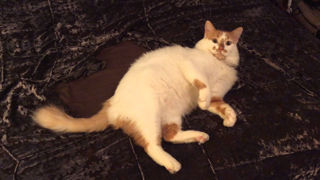 Jaspurr killing my bedspread YouTube