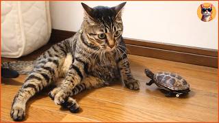Tiny Turtle Follows A Cat On A Skateboard What Happened Next Surprised Everyone