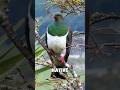 This Is The WorldтАЩs Most Alcoholic Bird ЁЯН This Is The WorldтАЩs Most Alcoholic Bird ЁЯН