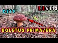 ⚠️RETO BOLETUS PRIMAVERA(Lo que soy capaz de recolectar en dos horas)🍄