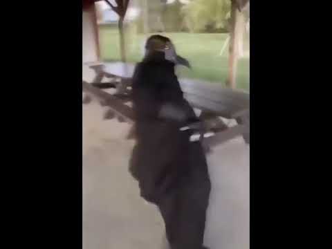 Scp 049 Has Breached Containment Youtube Scp 049 Has Breached Containment Youtube