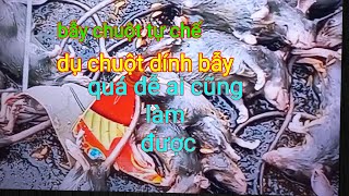 Bẫy chuột tự chế đơn giản tại nhà  không ngờ dễ đến thế