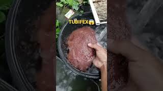 Unli Tubifex Worm