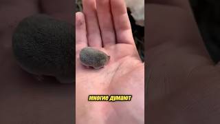 Самые маленькие млекопитающие 🥹😇