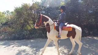 Young girl horse rider taking lessons by longfloat 1,614 views 2 months ago 13 seconds