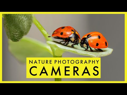 Best Camera for Nature Photography in 2021