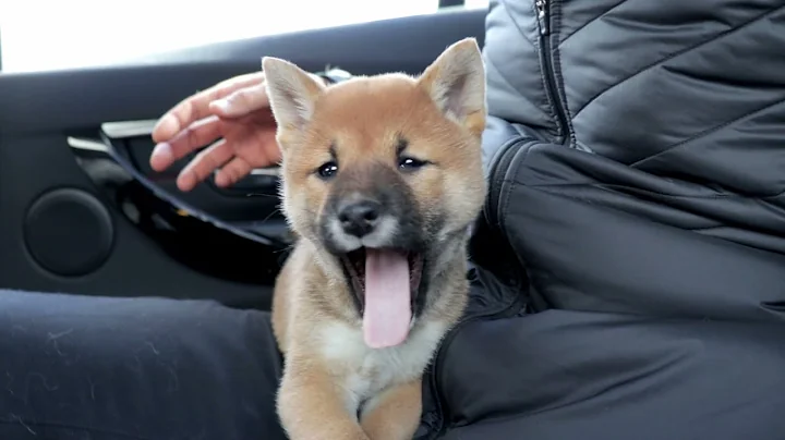 Bringing our Shiba Inu Puppy Kenji Home for The First Time