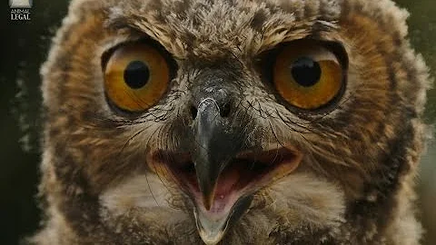 Qual é a cor da coruja?