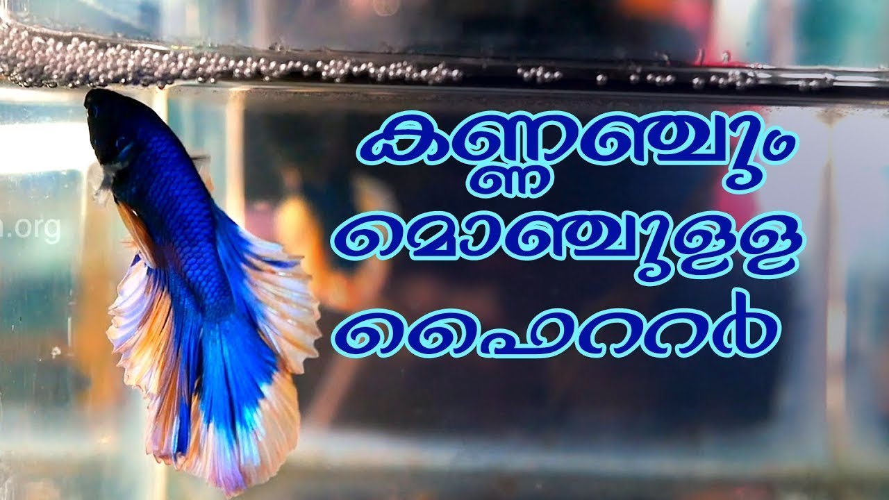 Betta fish farm Palakkad ഫൈറ്ററുകളുടെ വിസ്‌മയ ലോകം YouTube