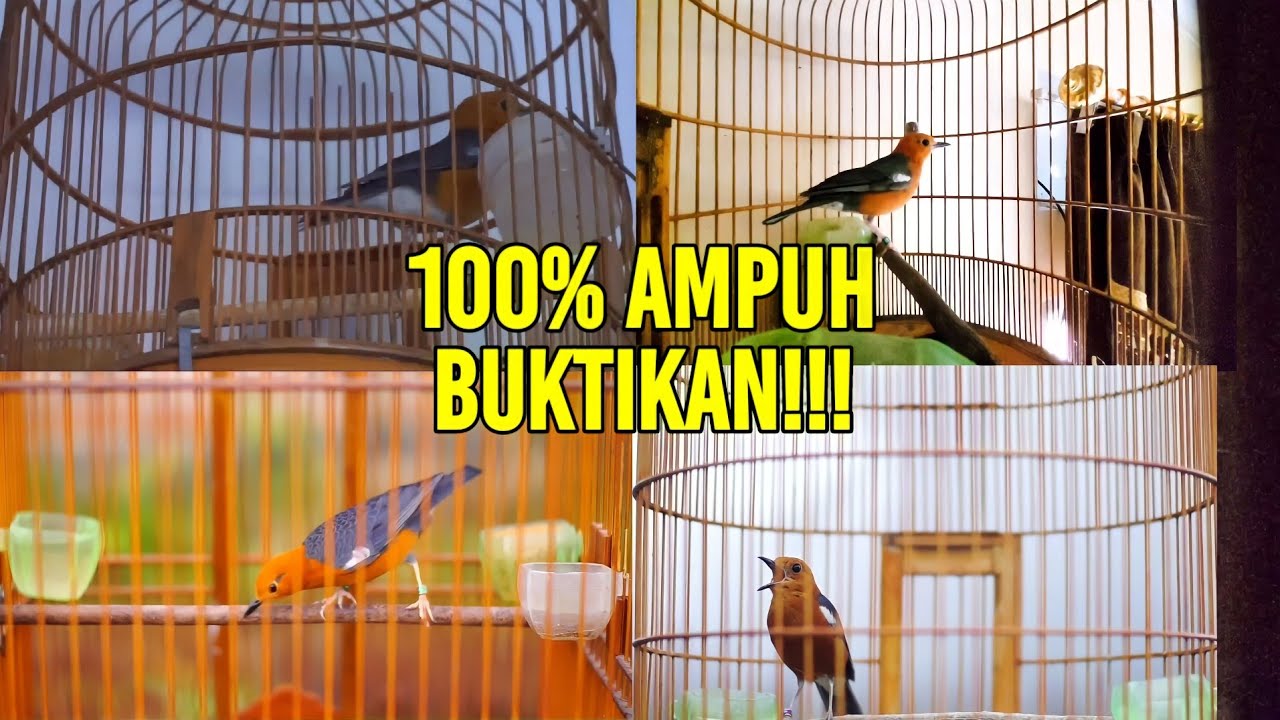 100% AMPUH MERANGSANG ANIS MERAH BISU LANGSUNG GACOR DENGAN SUARA PANCINGAN INI