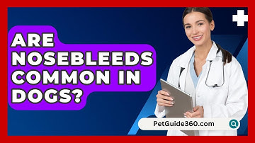Are Nosebleeds Common In Dogs? - PetGuide360.com