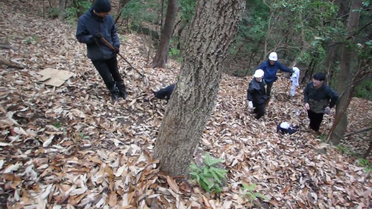 アベマキの落ち葉滑り2026.2.27山口県周防大島町地家室【アベマキの森」