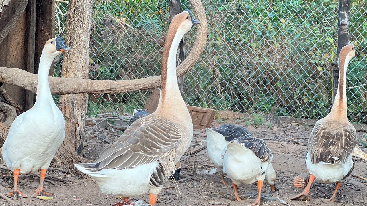 Animal sounds makes us feel relaxed and relieved from all the exhaustion of work.