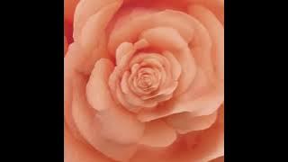 GULABO - Arpit Bala (slowed   reverb)