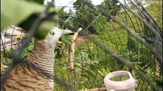 Download lagu Suara Asli Perkutut Si Mon