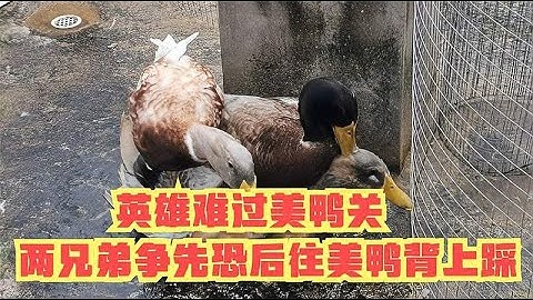 英雄难过美鸭关，两兄弟争先恐后往美鸭背上踩，吓得母鸭叫破喉咙