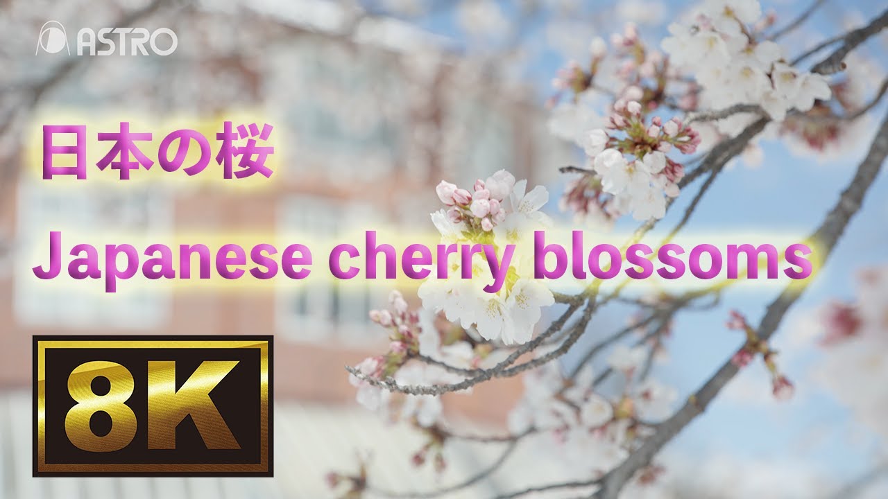 VT-8014 日本の桜 8K映像コンテンツ | アストロデザイン株式会社