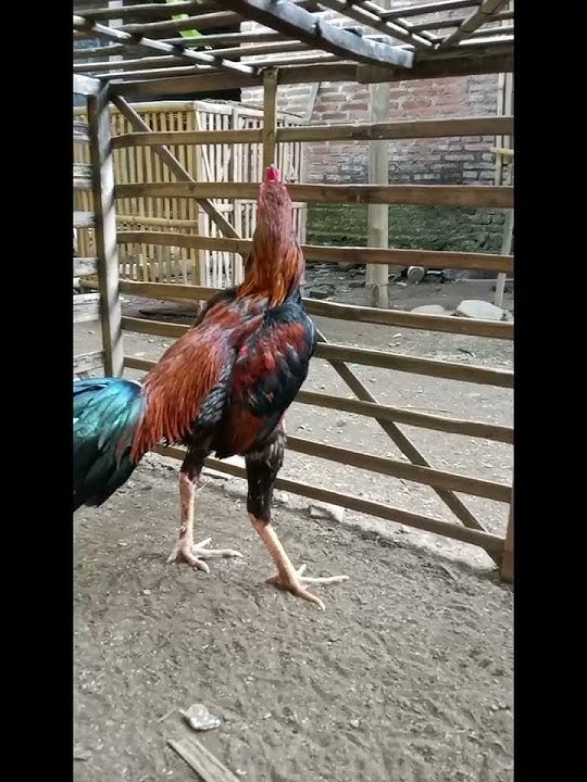 Ayam mangon pukul KO, gelar yang pertama #shorts