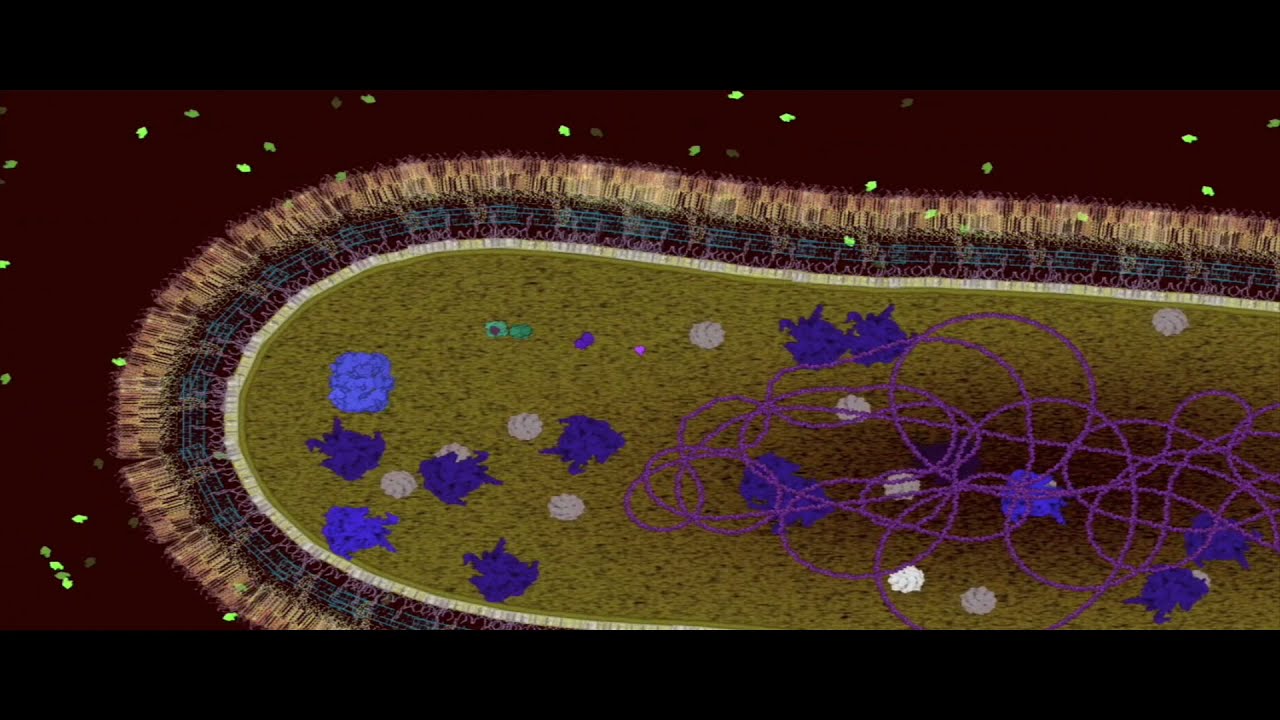 Proliferation of Mycobacterium tuberculosis - NanoBiology Course 2021 - Monday Group
