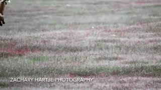 Raw Video: Epic Tug-of-War Between Fox And Eagle
