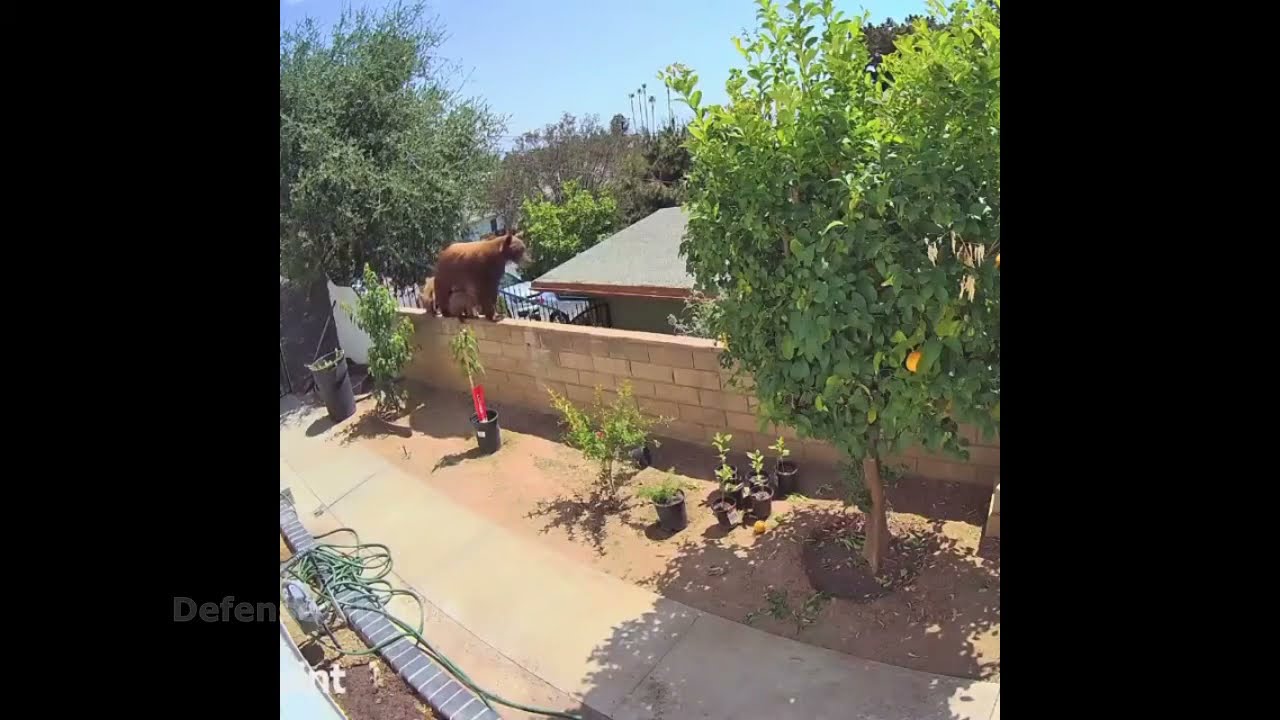 Girl Fights off Bear in Backyard Bear Attack Dogs Caught in The Act