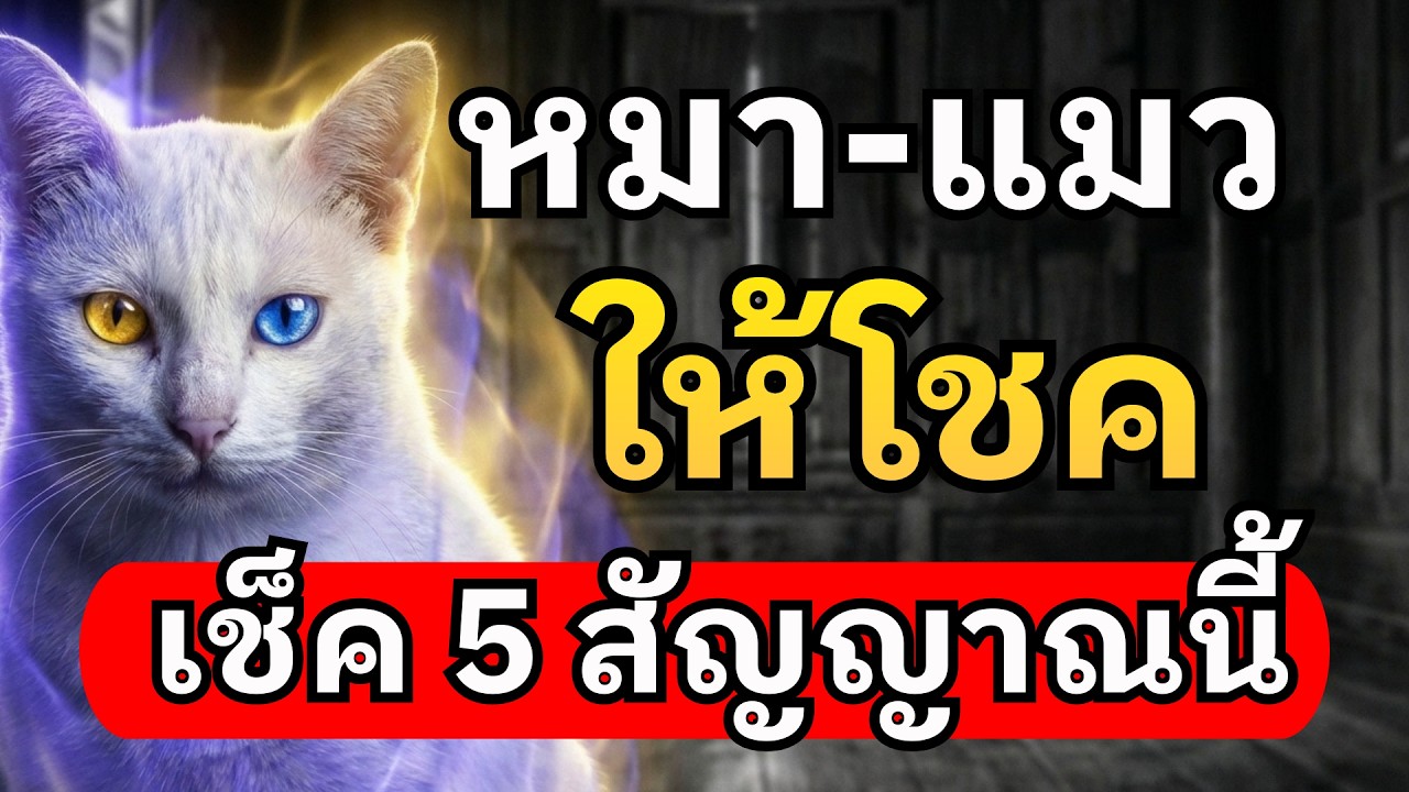 หมา-แมว ให้โชค! เช็ค 5 สัญญาณนี้ ที่บ่งบอกว่าน้องกำลังเรียกทรัพย์เข้าบ้าน