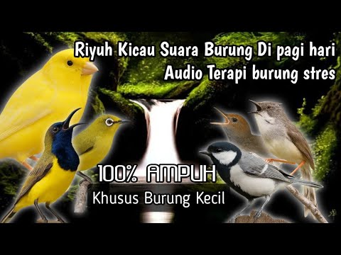 TERAPI SEMUA JENIS BURUNG KECIL GACOR, TERAPI BURUNG PAGI DAN MALAM HARI, PANCINGAN BURUNG KECIL