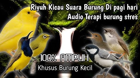 Terapi Untuk BURUNG STRES, MUDA HUTAN, MACET BUNYI