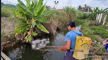 kích cá ba ông cháu kiếm ăn quanh rãnh làng cá lóc cá phi