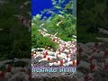 宮城えび様 ~旋風(せんぷう)~ #レッドビーシュリンプ #旋風