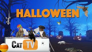 🎃 Cat Games | Midnight Mischief 👻 | Halloween Cat TV for Cats | 8 Hours in 4K screenshot 5