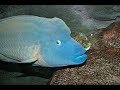 Facts: The Napoleon Fish (Humphead Wrasse)