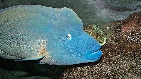 Facts: The Napoleon Fish (Humphead Wrasse)
