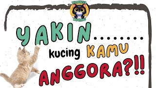 Sering dibilang anggora kucing ini banyak diminati banyak orang by Oco Nugroho 321 views 2 months ago 1 minute, 17 seconds