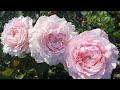 Edroses   euridice takunori kimura   2016 