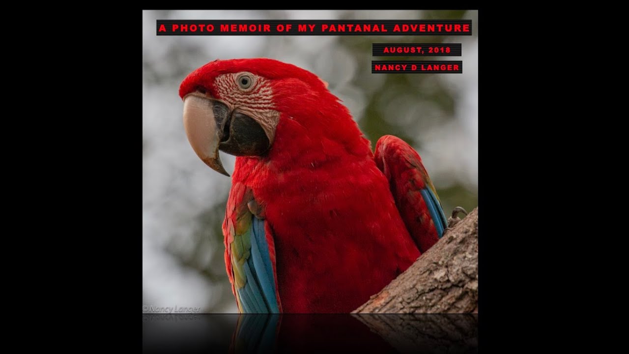 A Photo Memoir of my Pantanal Adventure