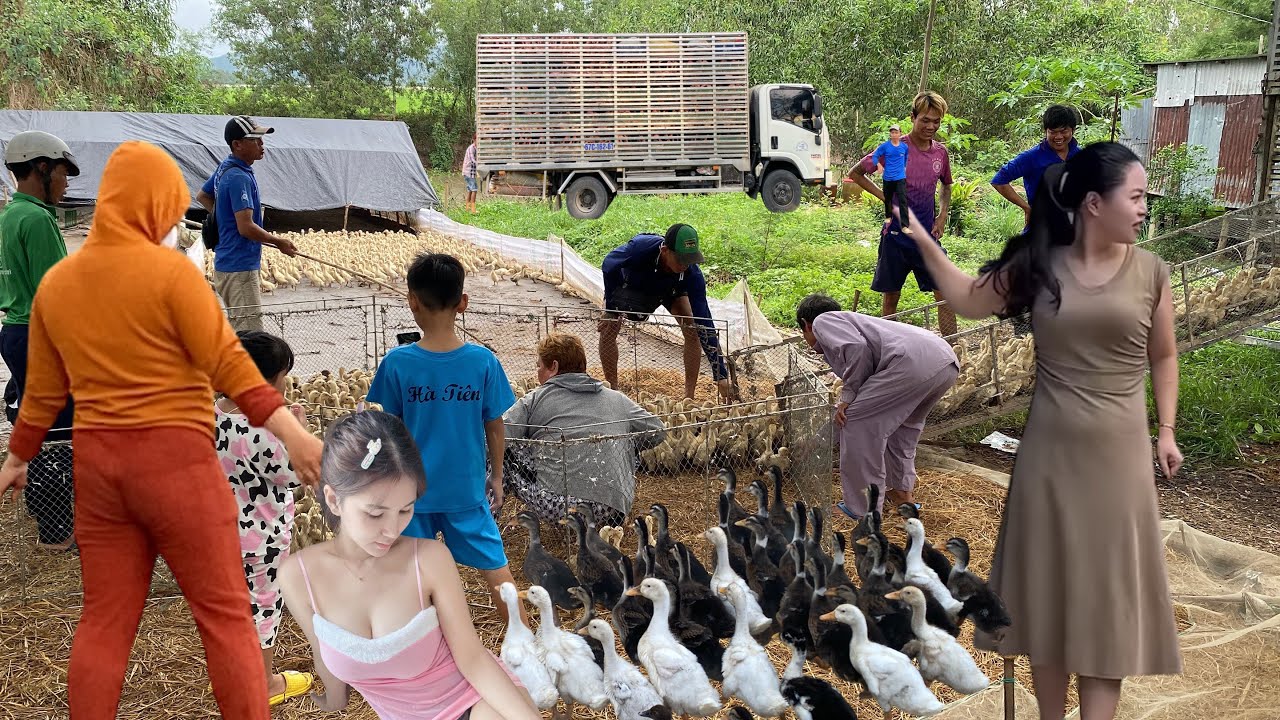 Ducklings Loading Close-Up: People Load Ducklings onto Truck for Transport to Rice Fields ...