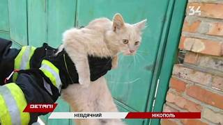 В Никополе сотрудник ГСЧС попал в больницу после укуса кота В Никополе сотрудник ГСЧС попал в больницу после укуса кота