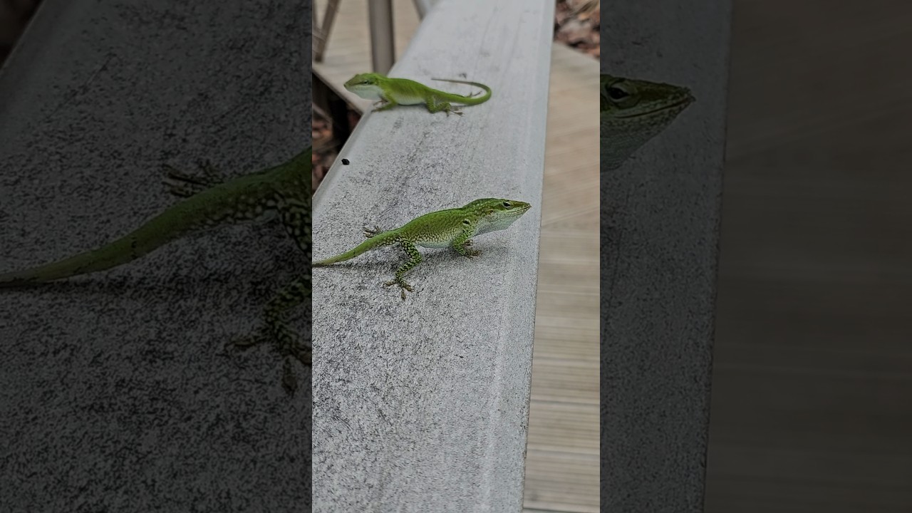 Погружаемся в мир анолисов: очарование бурого ящерицы