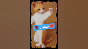 فيصل فيصل فيصل Cat Shorts Foryou Shortsyoutube Comedy Reels 