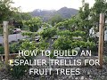 How to build an espalier trellis for fruit trees