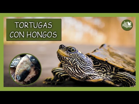 Video: ¿Qué debo hacer si mi tortuga acuática está enferma?