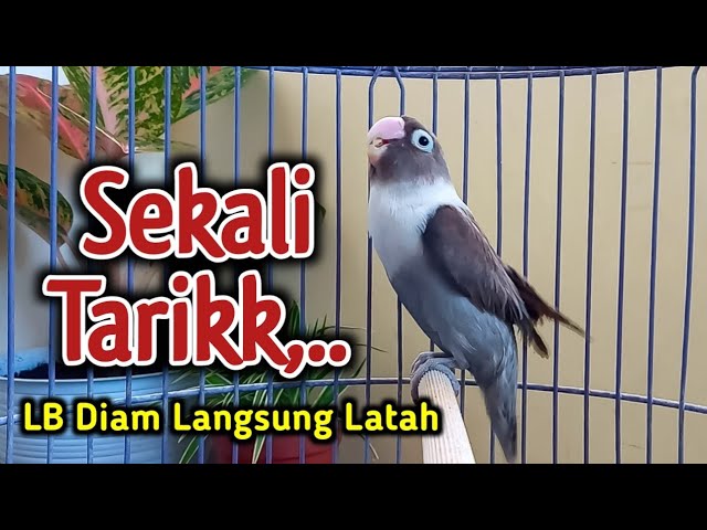 LOVEBIRD NGEKEK PANJANG GACOR BIKIN LATAH, PANCINGAN LOVEBIRD FIGHTER DISUKAI MUDAH DI TIRUKAN class=