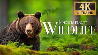 Kingdom Planet Wildlife 4K🐾Discovery Relaxation Film with Soft Relaxing Music & Nature Film Peaceful screenshot 4