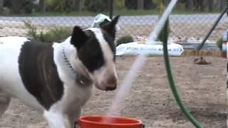 Uwaga Drastyczne ....Agresja Bullteriera