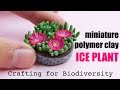 Ice Plant Carpobrotus edulis // Invasive Crafted Species