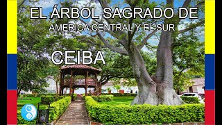 "La ceiba: el árbol gigante que esconde una historia fascinante"