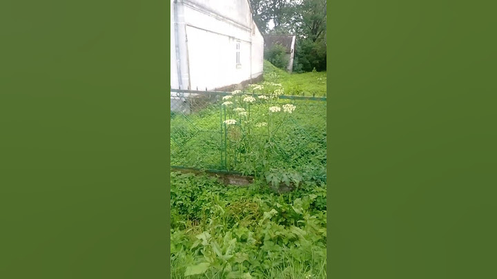 Борщівник це небезпечно