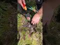 What springtime projects are #DIY #lawncare #dadsoftiktok #hack #dad #parents #dontgiveup